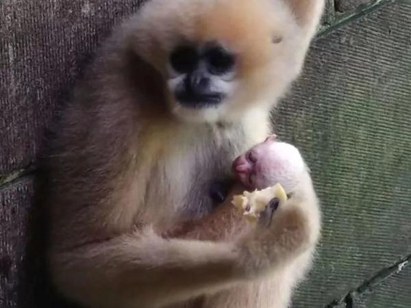 萌翻了！重庆动物园迎来一批新生“萌宝”