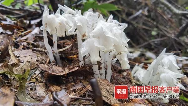 广西大明山保护区首次发现大果假水晶兰！