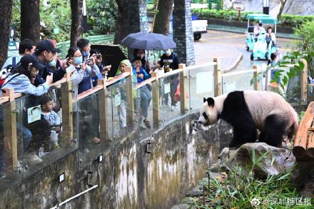 深圳野生动物园大熊猫撒欢卖萌吸引游客