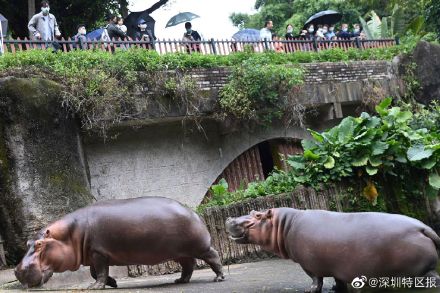 深圳野生动物园大熊猫撒欢卖萌吸引游客