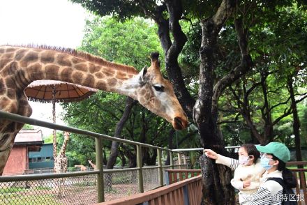 深圳野生动物园大熊猫撒欢卖萌吸引游客