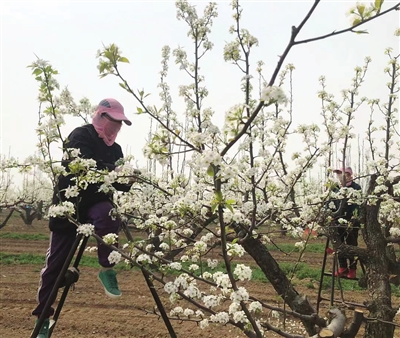 天津市静海区着力推进特色农业提质升级赋能乡村振兴