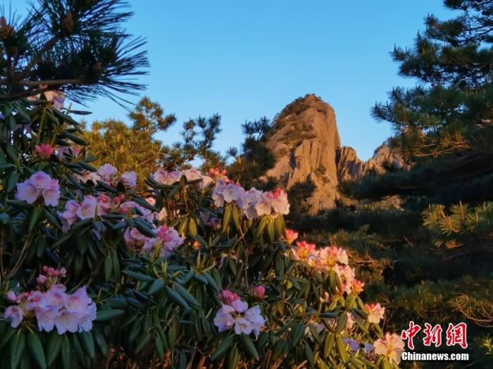中国6家世界生物圈保护区联袂开展“云赏”杜鹃花