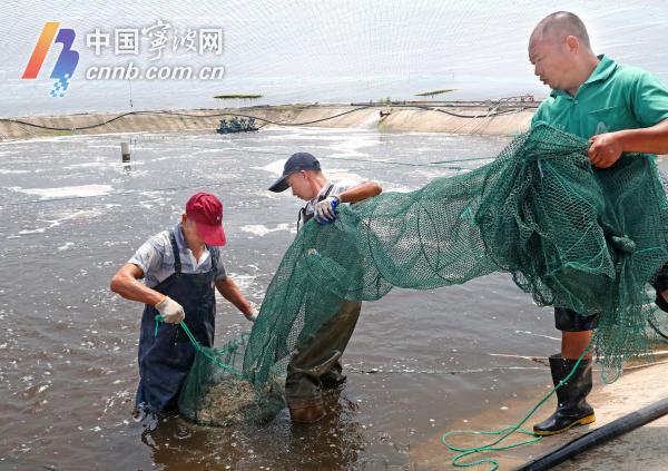 禁渔期海鲜市场来了“生力军”！大棚对虾批量上市