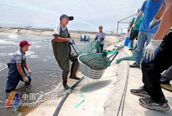 禁渔期海鲜市场来了“生力军”！大棚对虾批量上市