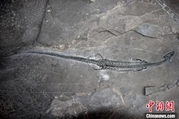 世界上尾巴最长、中国最早的肿肋龙化石 首现云南距今2.44亿年