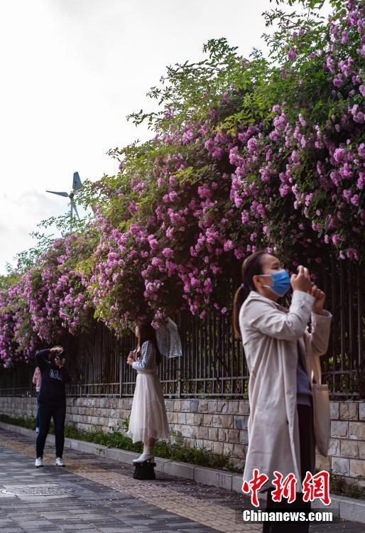 乌鲁木齐：牡丹花盛开吸引市民拍照打卡