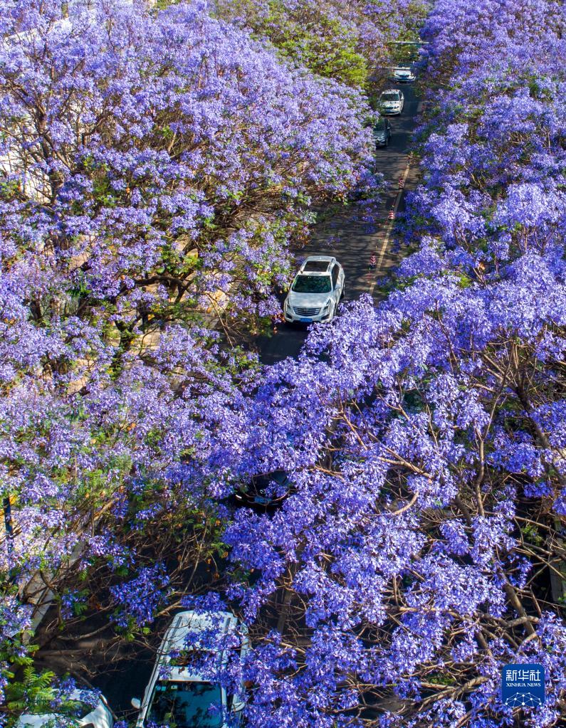 蓝花楹绽放：春城昆明的“花式浪漫”
