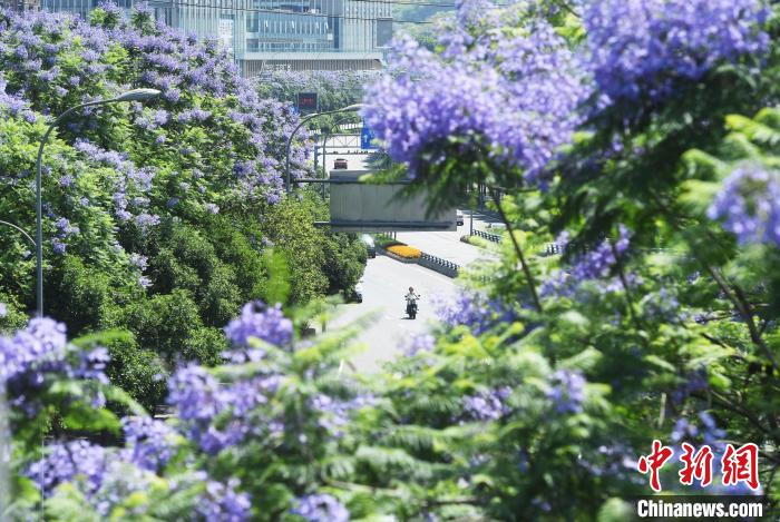 重庆街头蓝花楹迎盛开期蓝紫色花朵格外艳丽