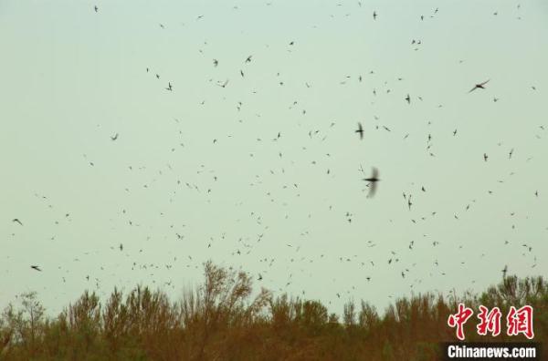新疆塔克拉玛干沙漠边缘现奇观：上千只燕子展翅呢喃
