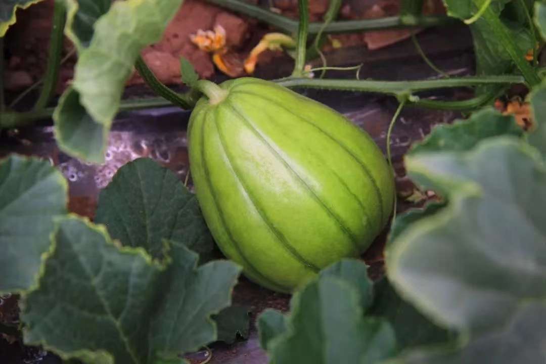 寧夏鹽池芝麻香瓜變致富金瓜