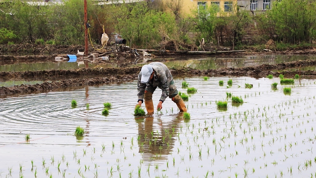 磐石市水稻种植面积26.1万亩
