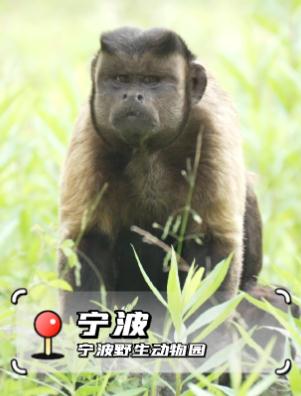 宁波野生动物园也有“国字脸”猴哥，你见过吗？