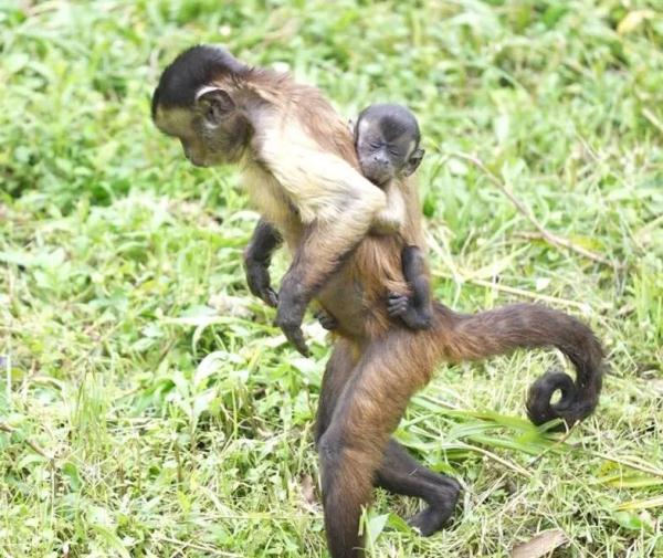 宁波野生动物园也有“国字脸”猴哥，你见过吗？