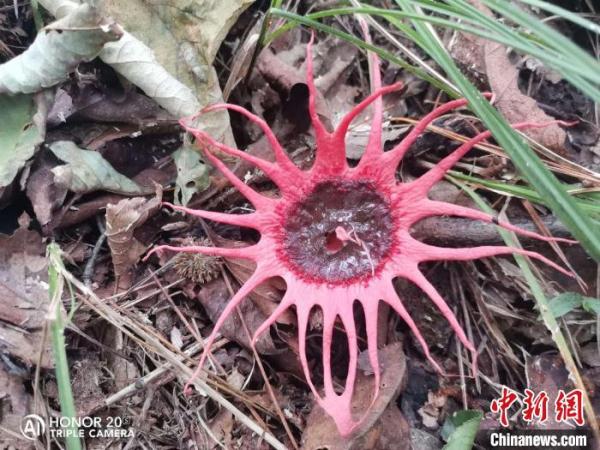 安徽黄山调查发现大型真菌421种
