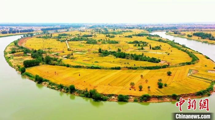 安徽颍河畔：小麦丰收在望，风吹麦浪犹如世外桃源