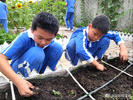 新时代“劳动教育”怎样做？深圳一学校把农场开进校园