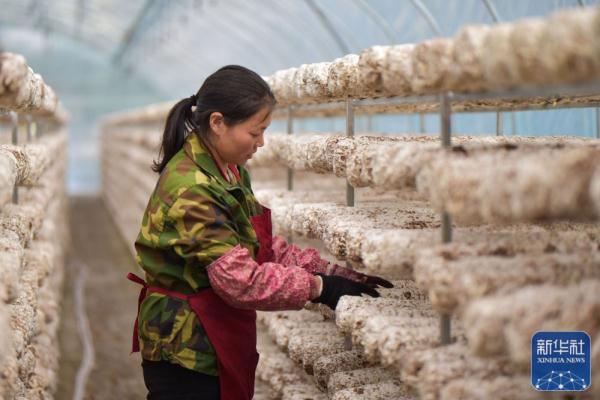 贵州道真：小蘑菇种出大产业