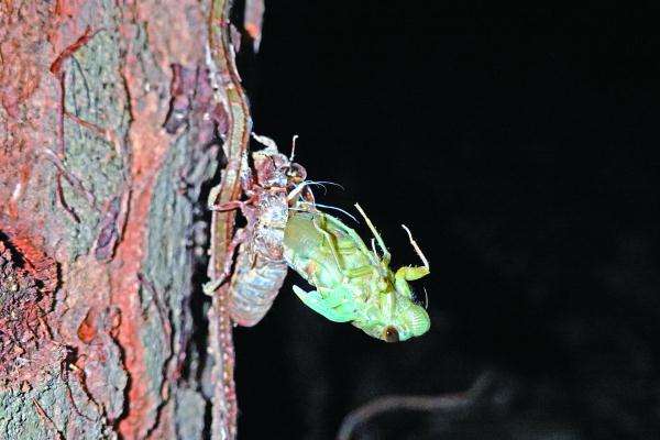 南宁夏夜公园里频现捕蝉人，专家建议慎食“知了”