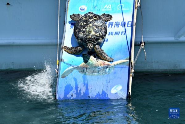 青岛：海龟放归大海