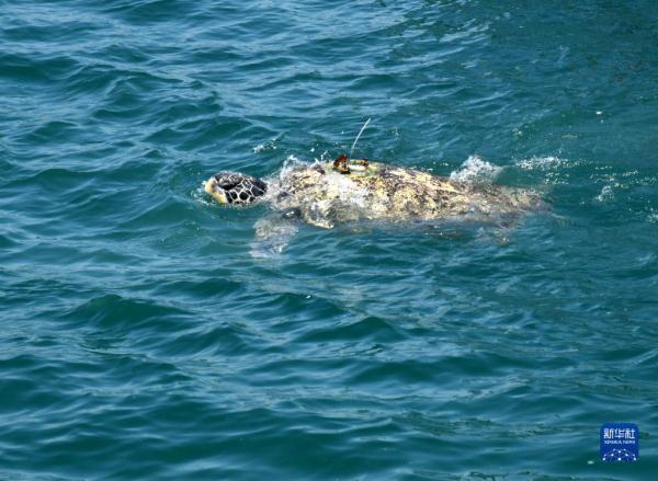 青岛：海龟放归大海