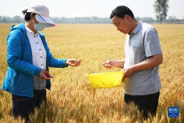 河南邓州：小麦测产迎丰收