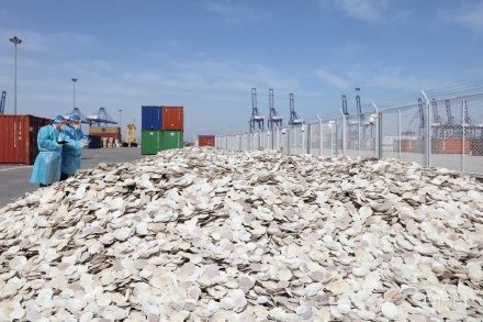 “洋垃圾”不得入境！大连海关查获195.6吨扇贝壳垃圾