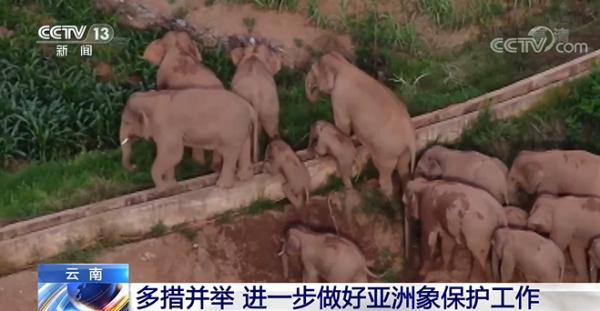云南省多措并举 进一步做好亚洲象保护工作