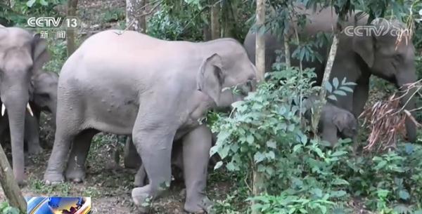 云南省多措并举 进一步做好亚洲象保护工作