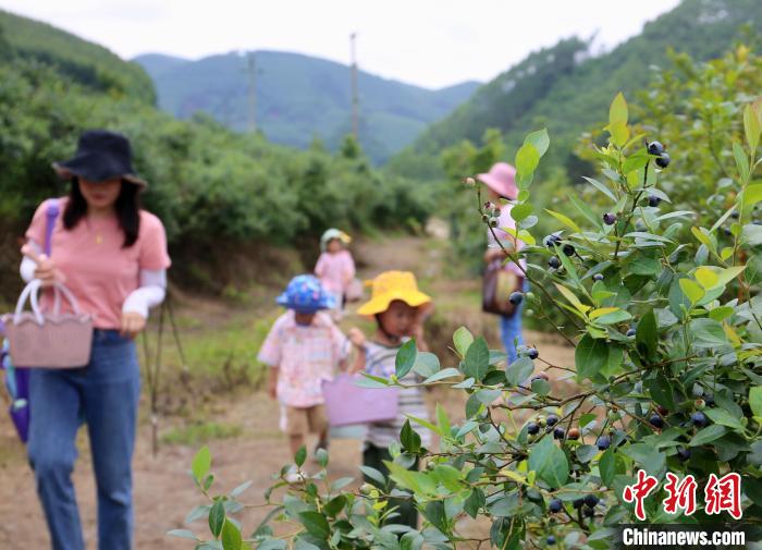 游客携带孩童到蓝莓园体验采摘乐趣。　蒙鸣明 摄