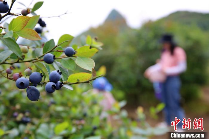 高山蓝莓开始分批不断成熟。　蒙鸣明 摄