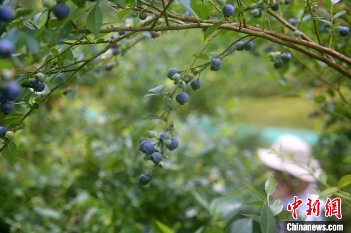 蓝莓开始成熟，挂满枝头。　蒙鸣明 摄
