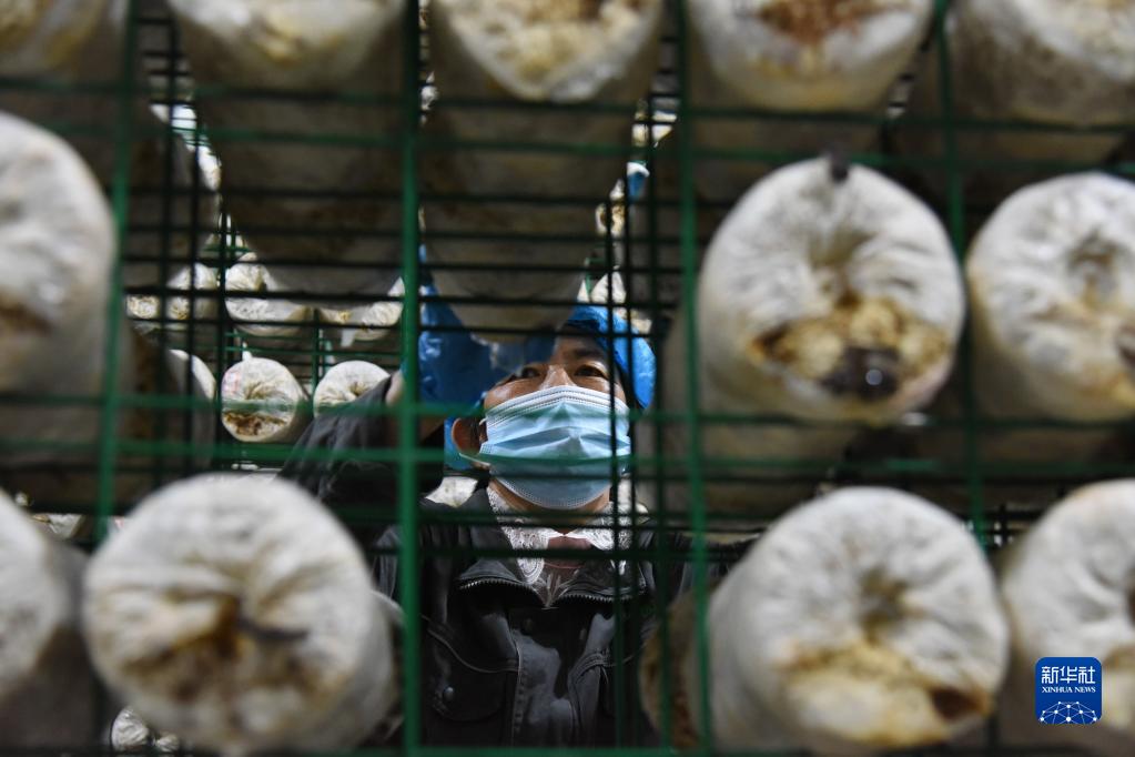 青岛：“蘑菇工厂”智能栽培