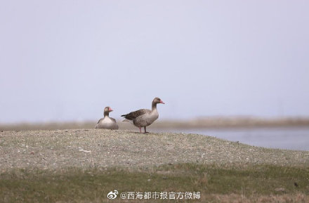 4.4万余只水鸟齐聚青海湖！水鸟数量较去年同期增长22.6%