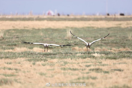 4.4万余只水鸟齐聚青海湖！水鸟数量较去年同期增长22.6%