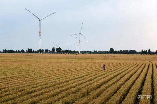 麦子熟了丨河南内黄：科技护航 91万亩小麦丰收在望