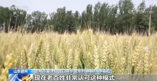 山东德州大力发展优质小麦订单种植 农户与企业实现双赢