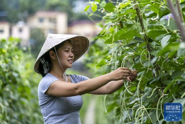 贵州罗甸：复合种植促增收