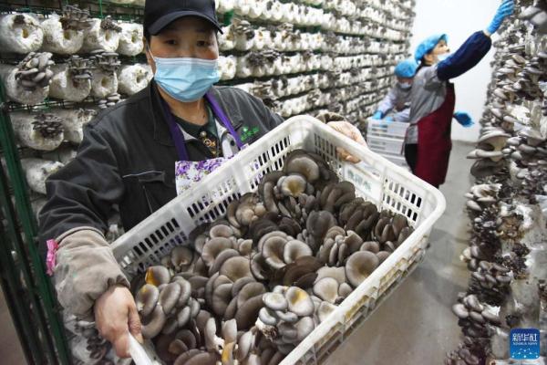 青岛西海岸：科技赋能“蘑菇工厂” 高效农业循环发展