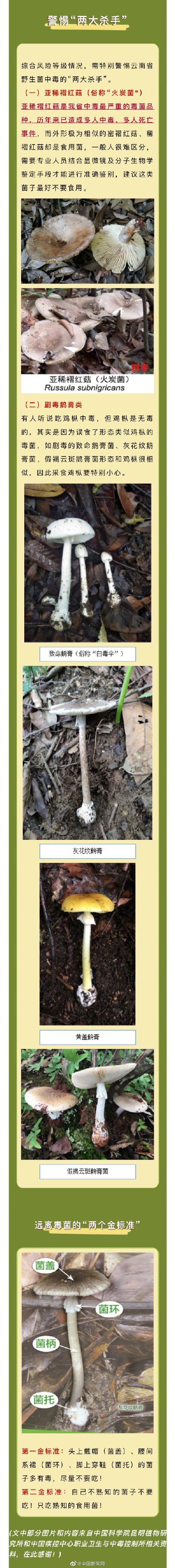 云南省野生菌中毒风险分级预警 云南疾控提醒警惕野生菌中毒两大杀手