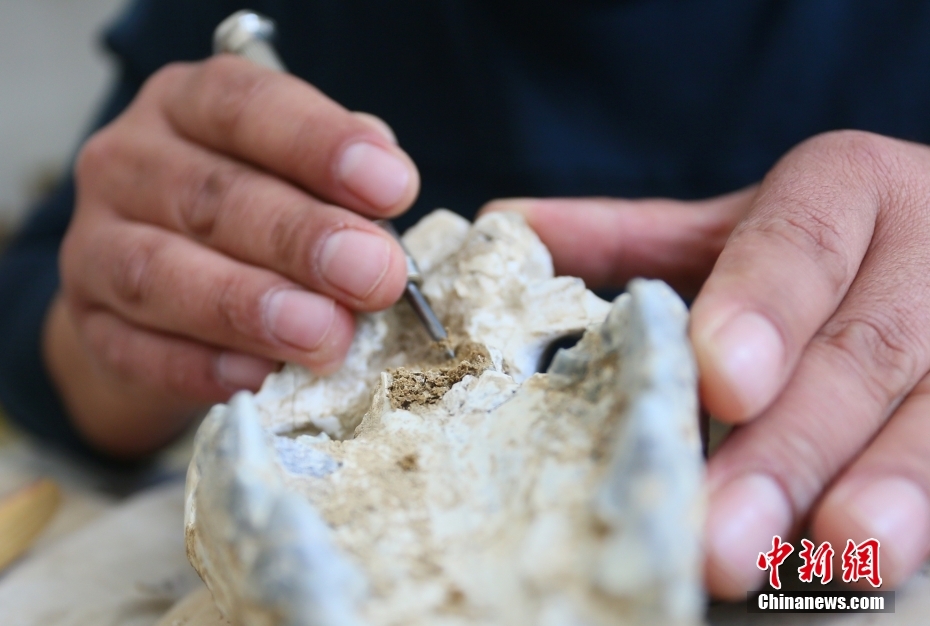 古生物化石修复师：“破译”千万年前生物“密码”