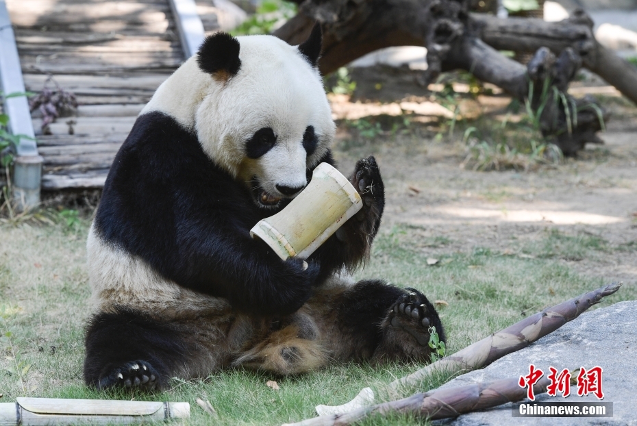 济南：动物享美味“粽子”
