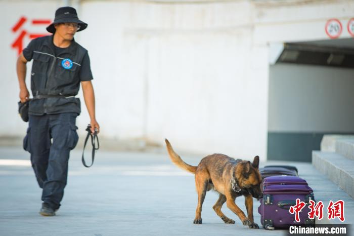 新疆带犬民警与“无言战友”的端午节