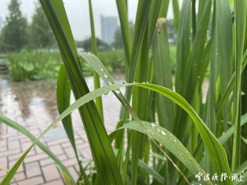 宁波高考天气总体还不错 6月9日至10日或有一次降水