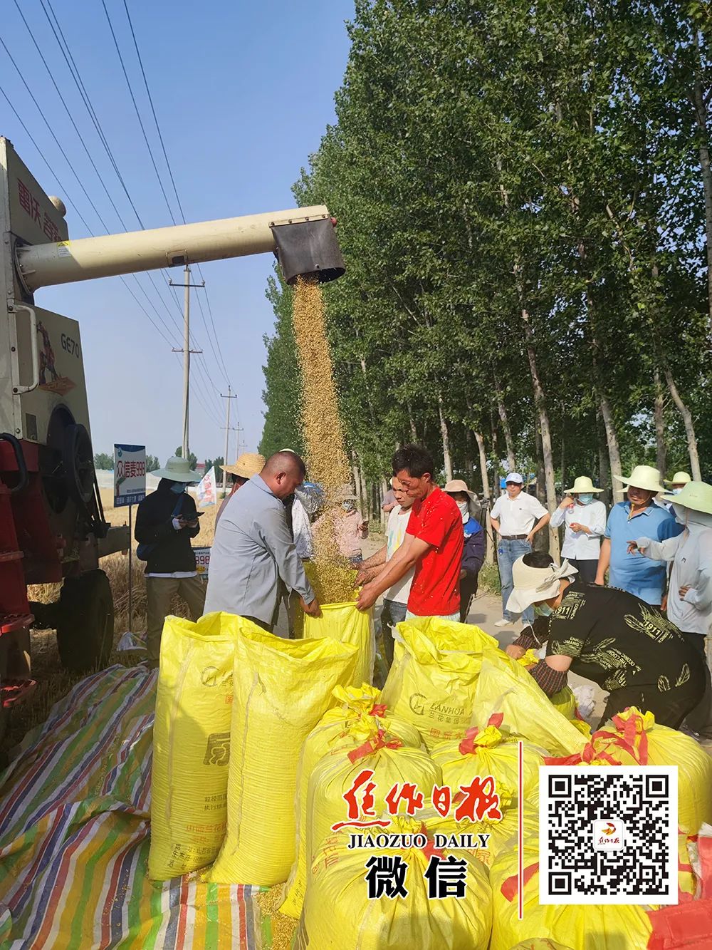 重磅！焦作市小麦高产示范田亩产连破全国纪录！