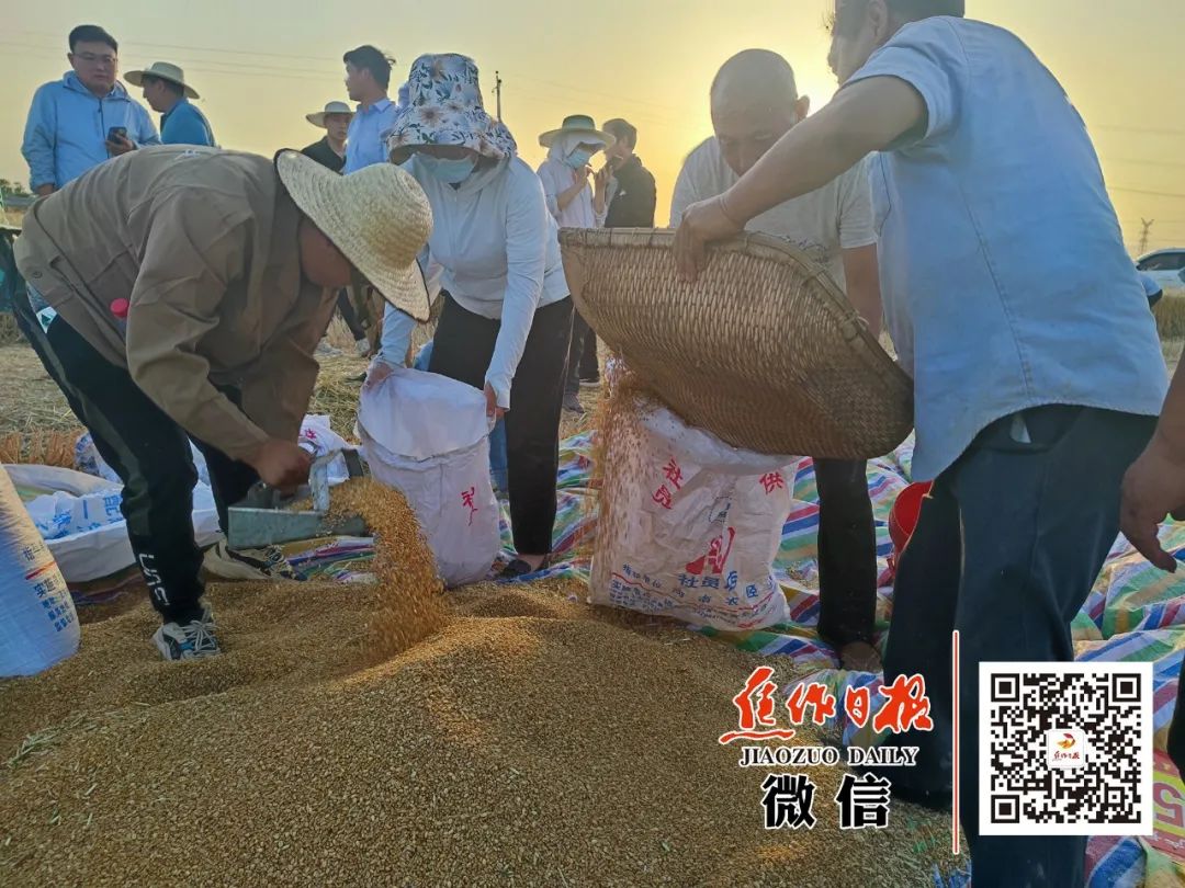 重磅！焦作市小麦高产示范田亩产连破全国纪录！