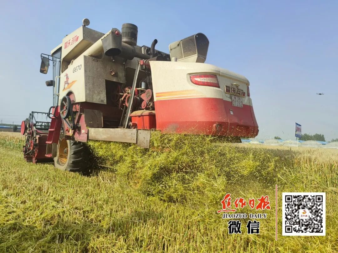 重磅！焦作市小麦高产示范田亩产连破全国纪录！