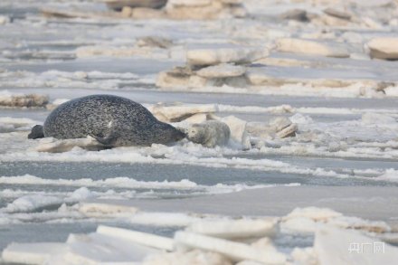 大连2只野外救助斑海豹回归大海