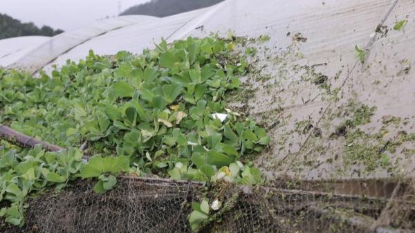 福建：受灾地区抢修道路清理农田