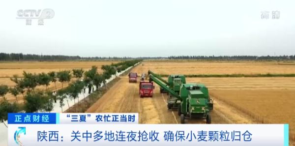 夏粮主产区收获小麦过八成 新疆夏粮收购已启动